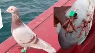 Рыбаки поймали "голубя-шпиона" в Индии