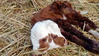 Двухголовый теленок-мутант родился в Актюбинской области