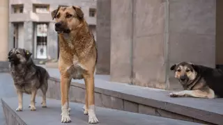 Горячую линию по защите животных запустили в Казахстане