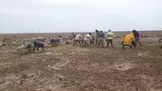 Две тысячи овец спасли из грязевой массы в Алматинской области