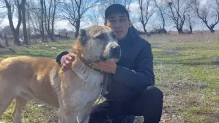 "Благородная собака". О разведении казахского тобета рассказал житель Алматинской области