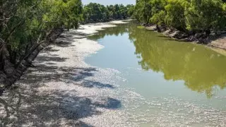 Миллионы в реке. Жуткое видео с гибелью рыб сняли в Австралии