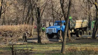 Алматинцев обеспокоил выкорчеванный кустарник в парке Ганди