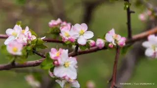 Какой будет погода на Наурыз в Казахстане