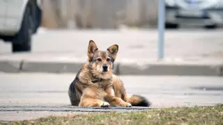 3 миллиона тенге заплатит павлодарец за смерть обидчика собаки