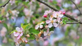 Как отдыхаем в апреле - календарь для Казахстана