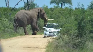 В Индии разбушевались слоны и начали убивать людей