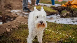 Обязательна ли стерилизация для домашних питомцев? Эксперт рассказал о новых правилах