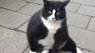 Женщина пыталась украсть самую популярную достопримечательность в Польше