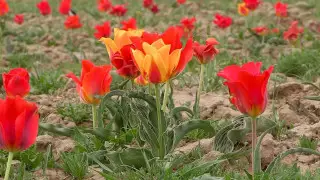 Полиция разыскивает людей, сорвавших тюльпаны в Туркестанской области