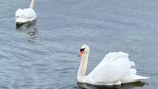 В Ботанический сад Астаны прилетели лебеди