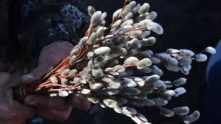 Казахстанцев встревожила новость о штрафе за срыв веточек вербы