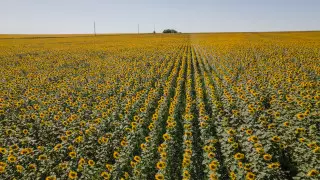 Фермеры "приписывали" себе земли, чтобы получить субсидии - глава МСХ