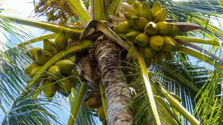 Кокос отправил в нокаут туристку на пляже в Мексике