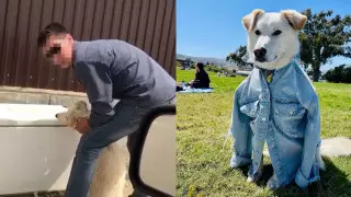 Из рук садиста - в собачий рай. Как живет чудом выжившая в Казахстане собака Лаки