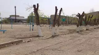 "Кто-то вводит такую моду": кызылординцы возмущены состоянием деревьев в городе