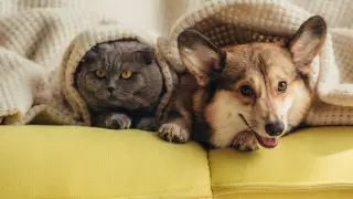 Кому нельзя заводить домашних животных - мнение психолога