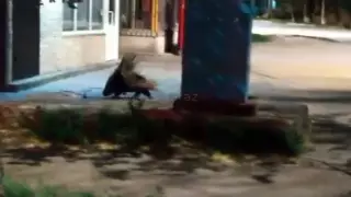 Находящегося под угрозой исчезновения дикобраза заметили в районе вокзала в Таразе