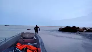 Табун лошадей едва не вмерз в лед в Акмолинской области