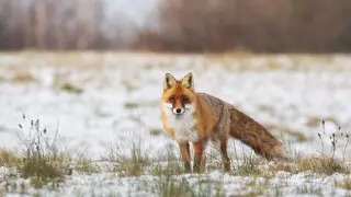 Морозы до 17 градусов, метели и гололед: погода в Казахстане 18 апреля