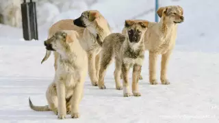 "Мы плодим бродячих животных" - глава Минэкологии