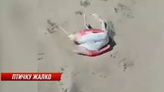 Тушки четырех фламинго нашел школьник в Мангистау