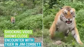 "Тигр вышел на охоту": видео с атакой хищника обсуждают в соцсетях