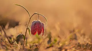 Антициклон принесет похолодание и заморозки в Казахстан