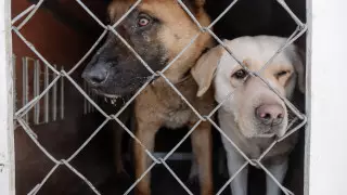 За 79 миллионов: в Семее придумали, как решить проблему с бродячими животными