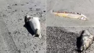 Мертвых тюленей и осетров нашли на побережье Каспия