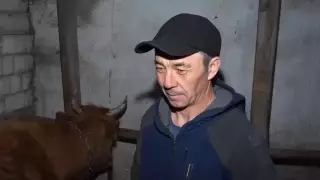 Казахстанская корова попала на страницу мирового модного издания