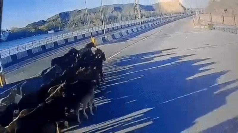 Кадры из видео