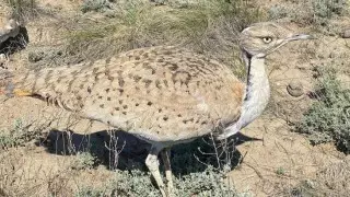 Более 700 краснокнижных дроф-красоток выпустили в дикую природу в Жетысу