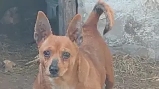 Хатико из Семея: собака два года ждет свою умершую хозяйку