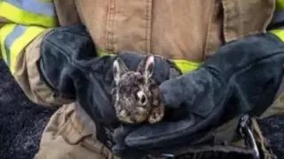 Спасатели обратились к казахстанцам из-за маленьких зайчат