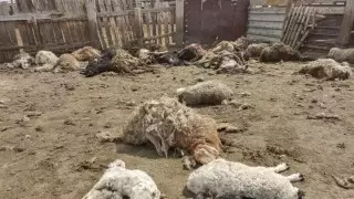 Неизвестные хищники нападают на скот в Павлодарской области