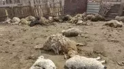 Неизвестные хищники нападают на скот в Павлодарской области