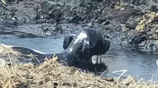 Гибнут животные. Скриптонит обратил внимание на пост павлодарцев