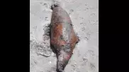 Десятки мертвых тюленей и рыб найдены у Каспийского моря