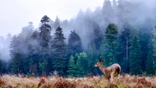 Похолодание и дожди ожидаются в Казахстане