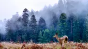 Похолодание и дожди ожидаются в Казахстане