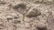 Поля без воды высыхают в Жамбылской области