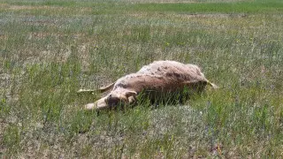 "Никакого отравления или криминала": названа причина гибели сотни сайгаков в ЗКО