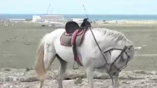 Коневоды Мангистау просят поддержки у государства