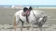 Коневоды Мангистау просят поддержки у государства
