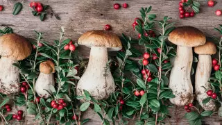 Депутат назвал абсурдом налог на ягоды и грибы. Что ответил Комитет госдоходов