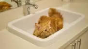 Воду отключат в нескольких микрорайонах Алматы