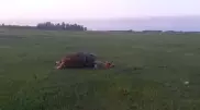 Молния убила пастуха и лошадь на севере Казахстана