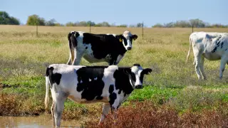 Ограничения из-за вспышки бруцеллеза планируют ввести в двух регионах Казахстана