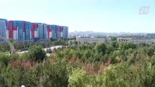 Массовая гибель деревьев наблюдается в Шымкенте